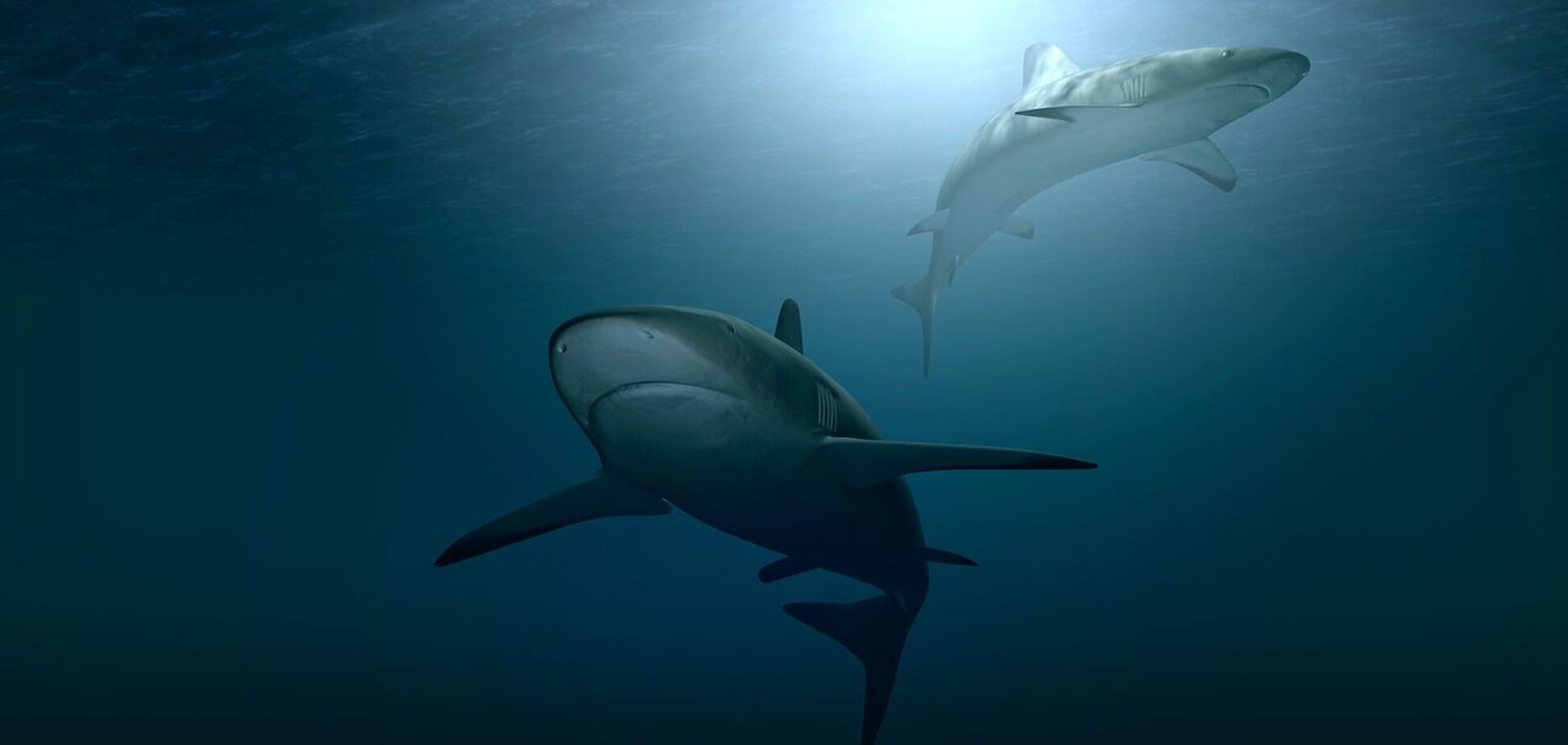 В Новой Зеландии обнаружили светящихся акул почти двухметровой длины. Фото