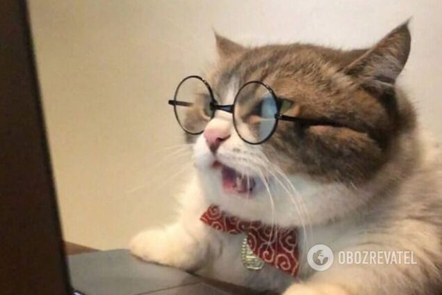 Коты любят попадать в смешные ситуации.