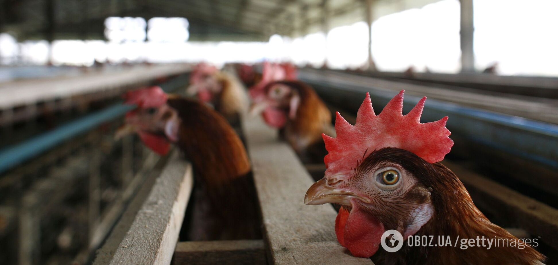 Україна увійшла до топ-3 експортерів м'яса птиці в ЄС