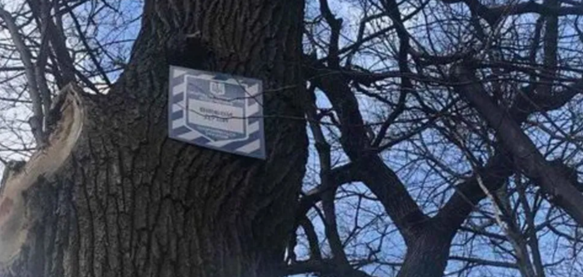 У Держекоінспекції прокоментували скандал із вирубкою вікових дерев у Києві