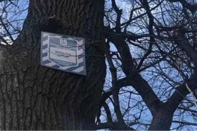 У Держекоінспекції прокоментували скандал із вирубкою вікових дерев у Києві