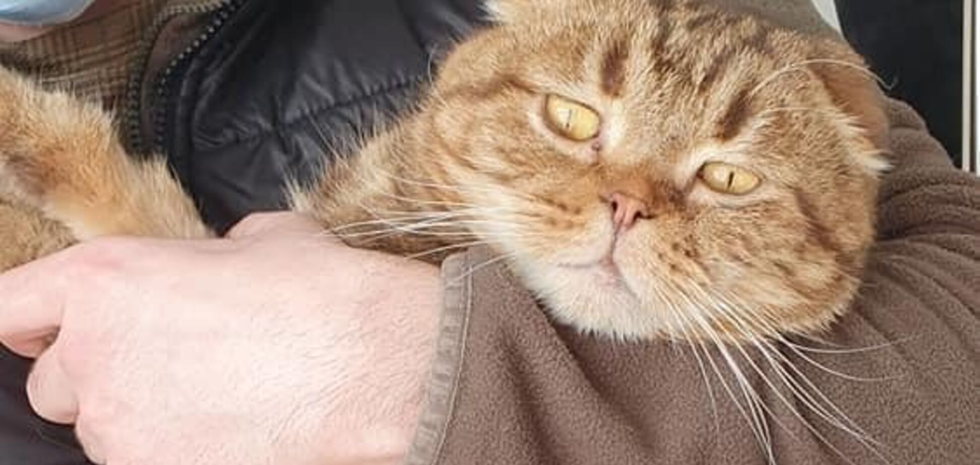У Києві породистого кота з хворим серцем викинули на вулицю