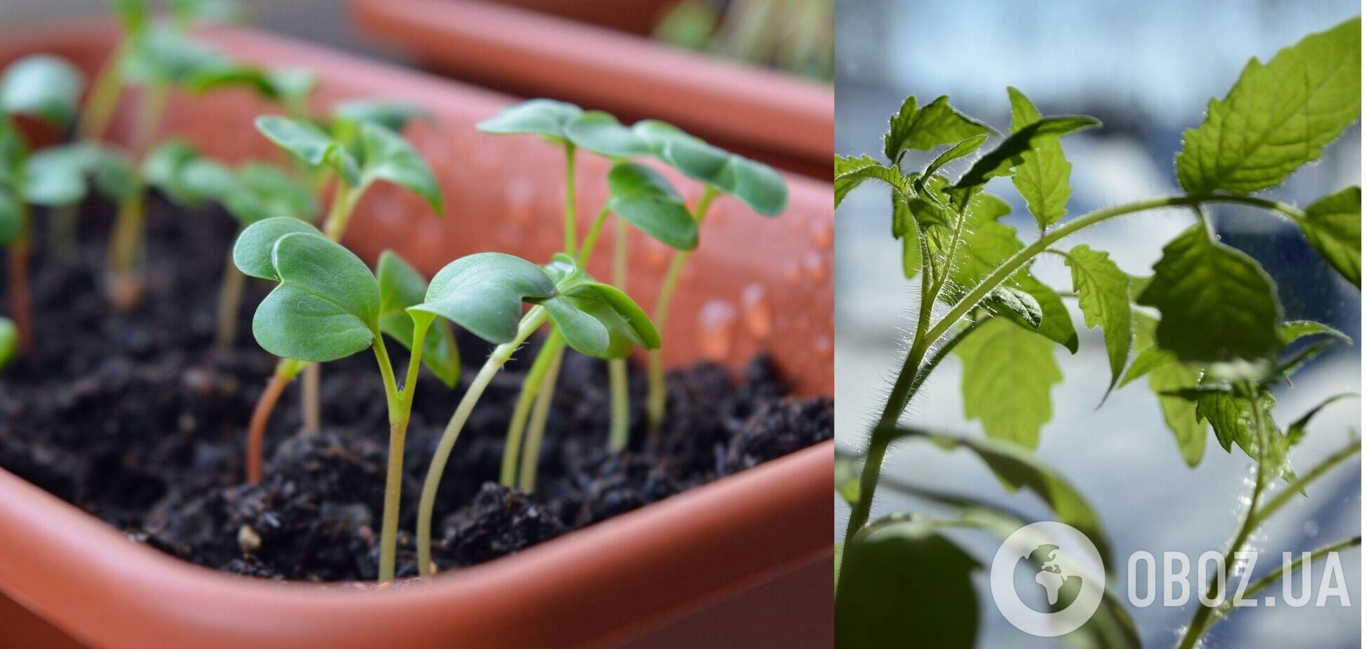 Основная задача в апреле – подготовка рассады