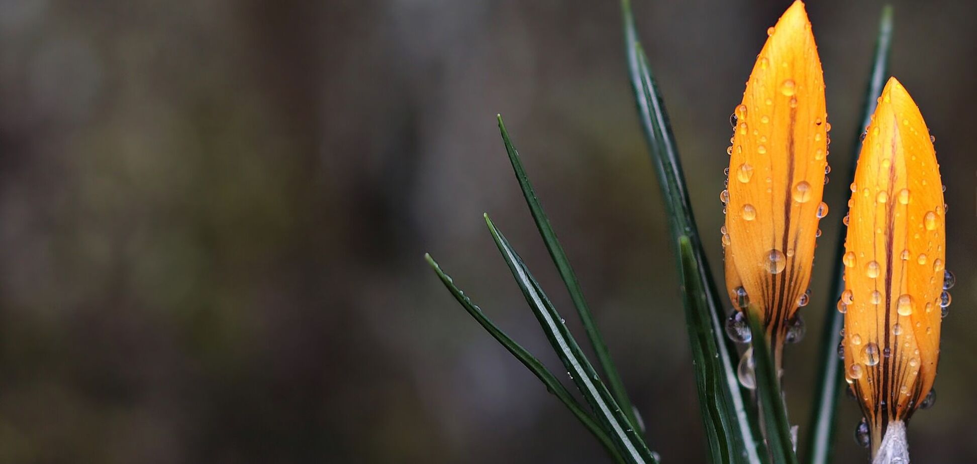 5 березня: свято, прикмети на День Катиша й іменинники