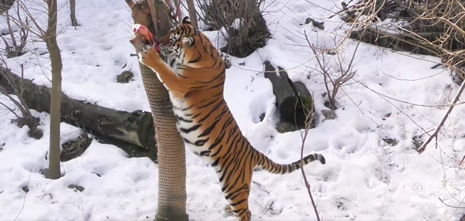 Увидеть, как поздравляют животных можно несколько дней