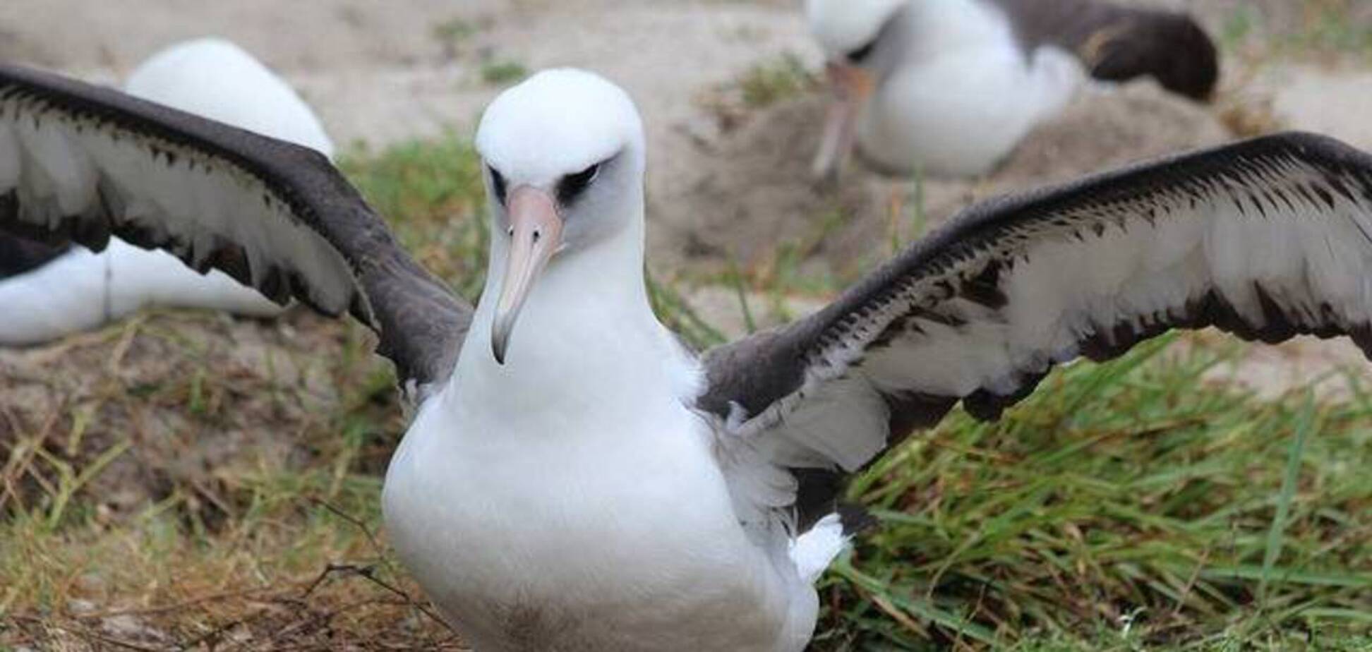 70-річна дика птиця стала мамою. Фото і подробиці