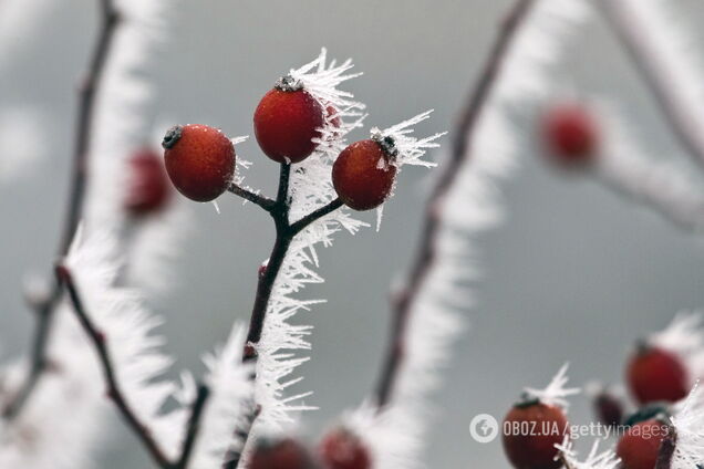 Заморозок весной