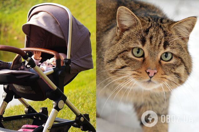 На Рівненщині немовля задихнулося через кота, який ліг йому на обличчя