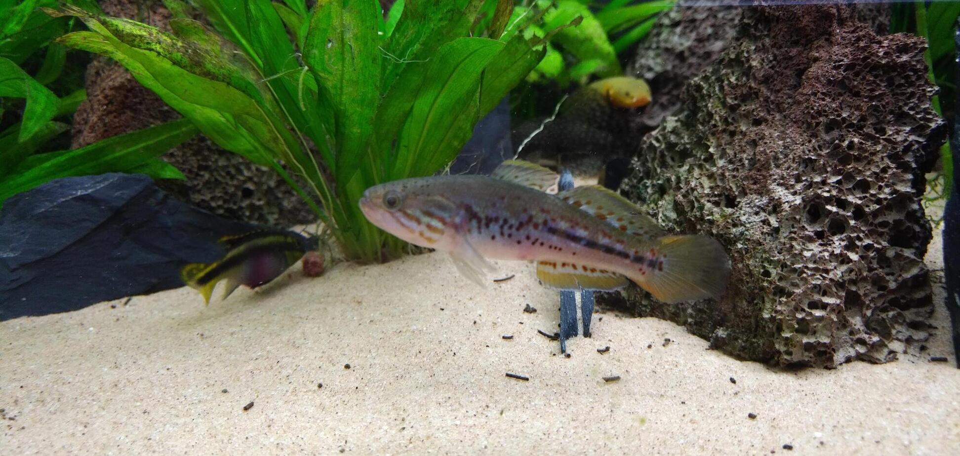 Фиолетово-пятнистый пескарь