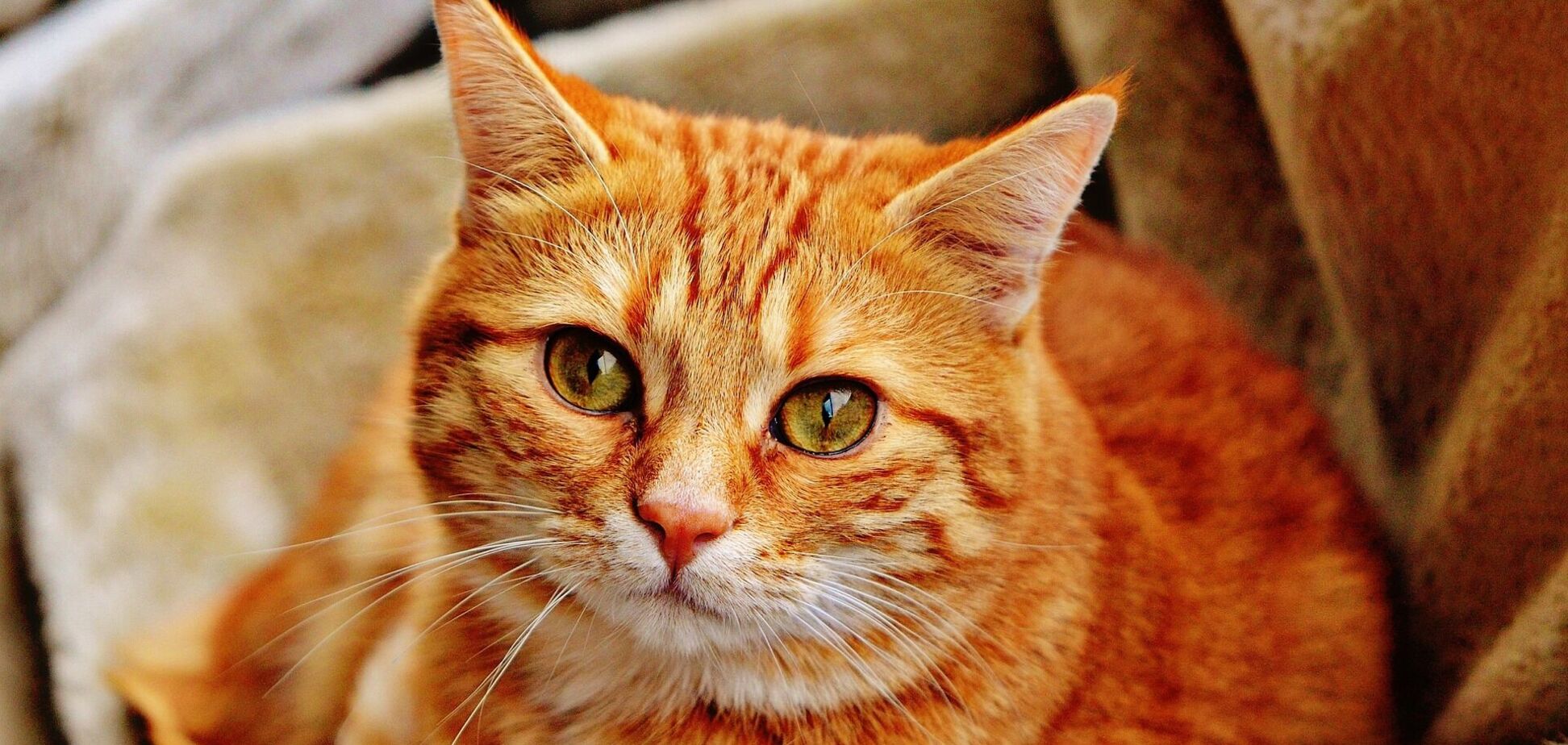 Вчені з'ясували, чому кішки починають різко носитися по будинку