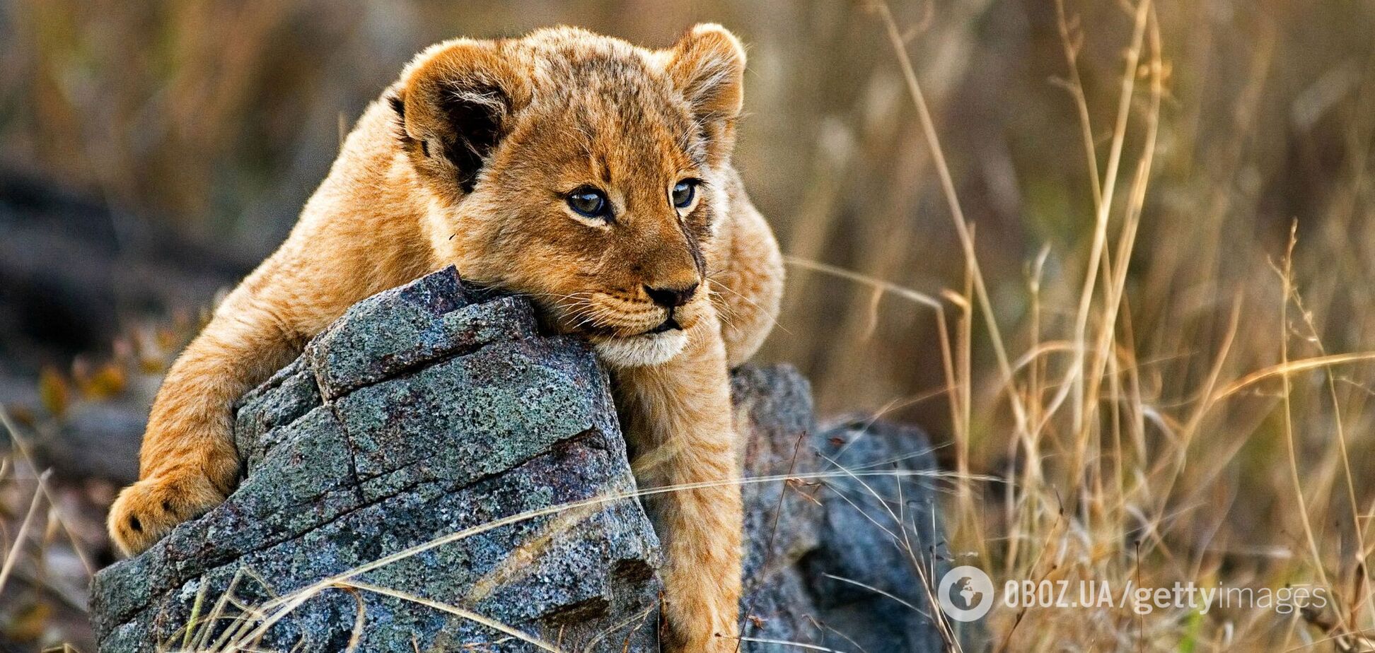 Маленький львенок