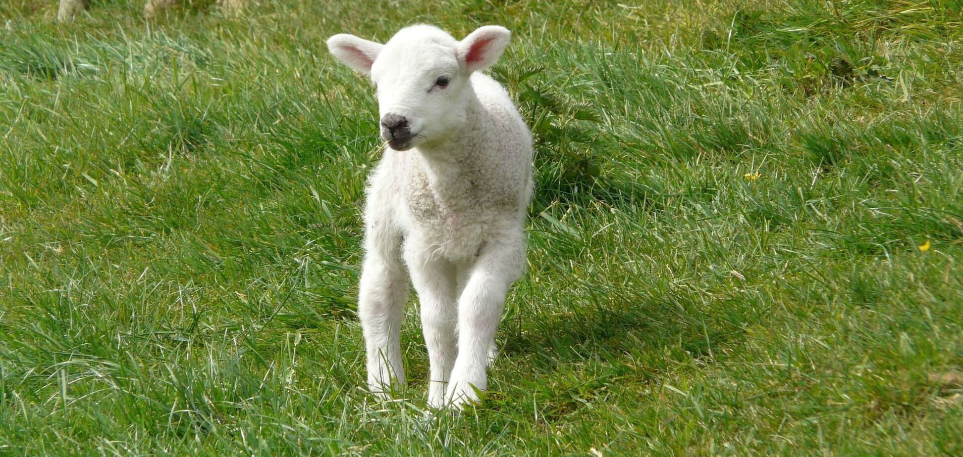 Дружба щенков с ягненком привела в восторг пользователей сети. Фото