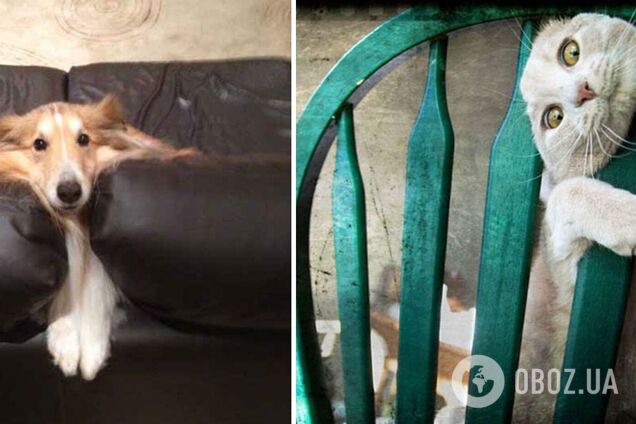 Тварини потрапили в курйозні ситуації