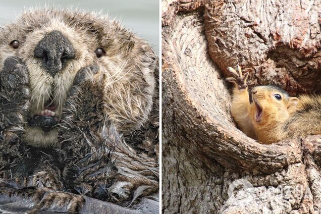Іноді тварини демонструють несподівані емоції на камеру