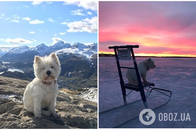 Маленький терьер стал звездой сети благодаря своей роскошной жизни. Фото