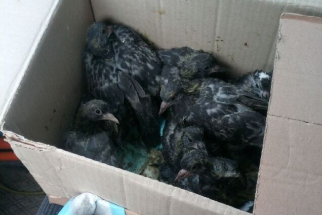 В Киеве живьем замуровали более 50 голубей