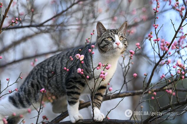 Мережу спантеличила ілюзія з 'котом, який літає' у небі. Фото