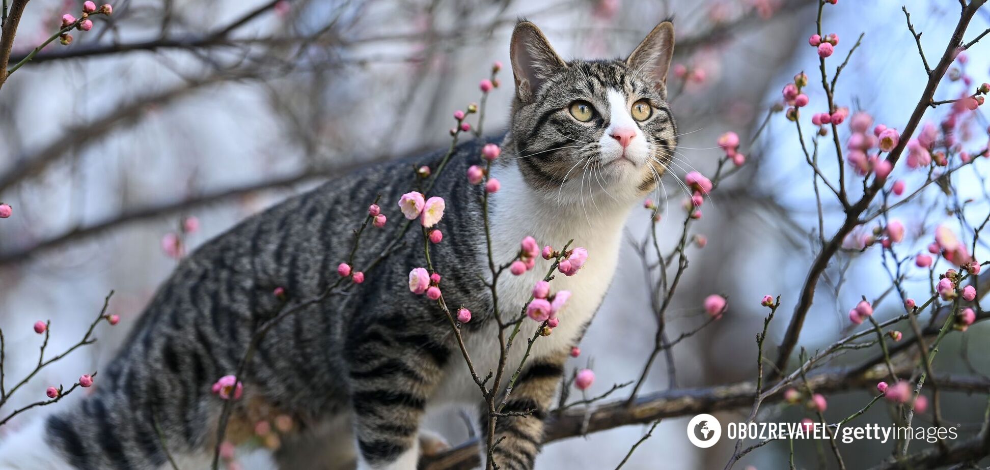 Сеть озадачила иллюзия с 'летающим котом' в небе. Фото