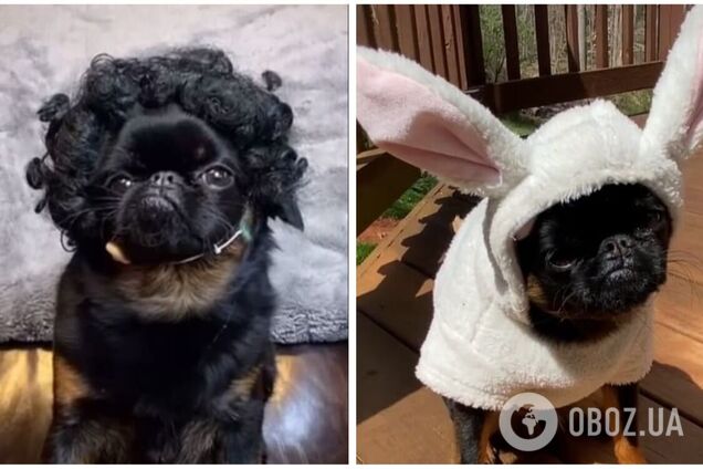 Пес с пафосной мордочкой стал звездой соцсетей. Видео