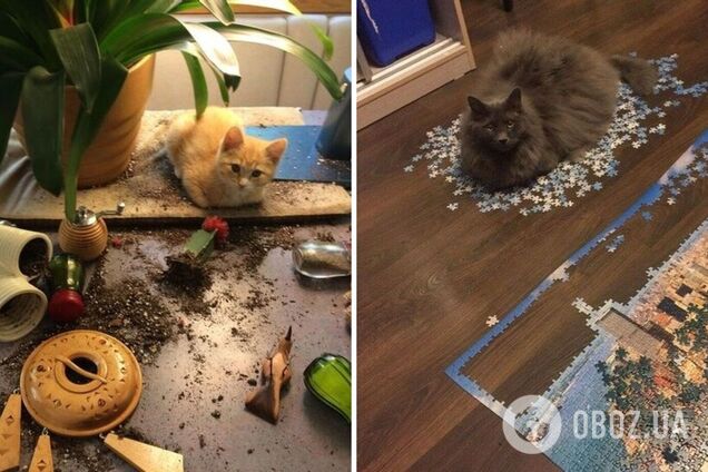 Пухнастики намагалися розважити господарів.