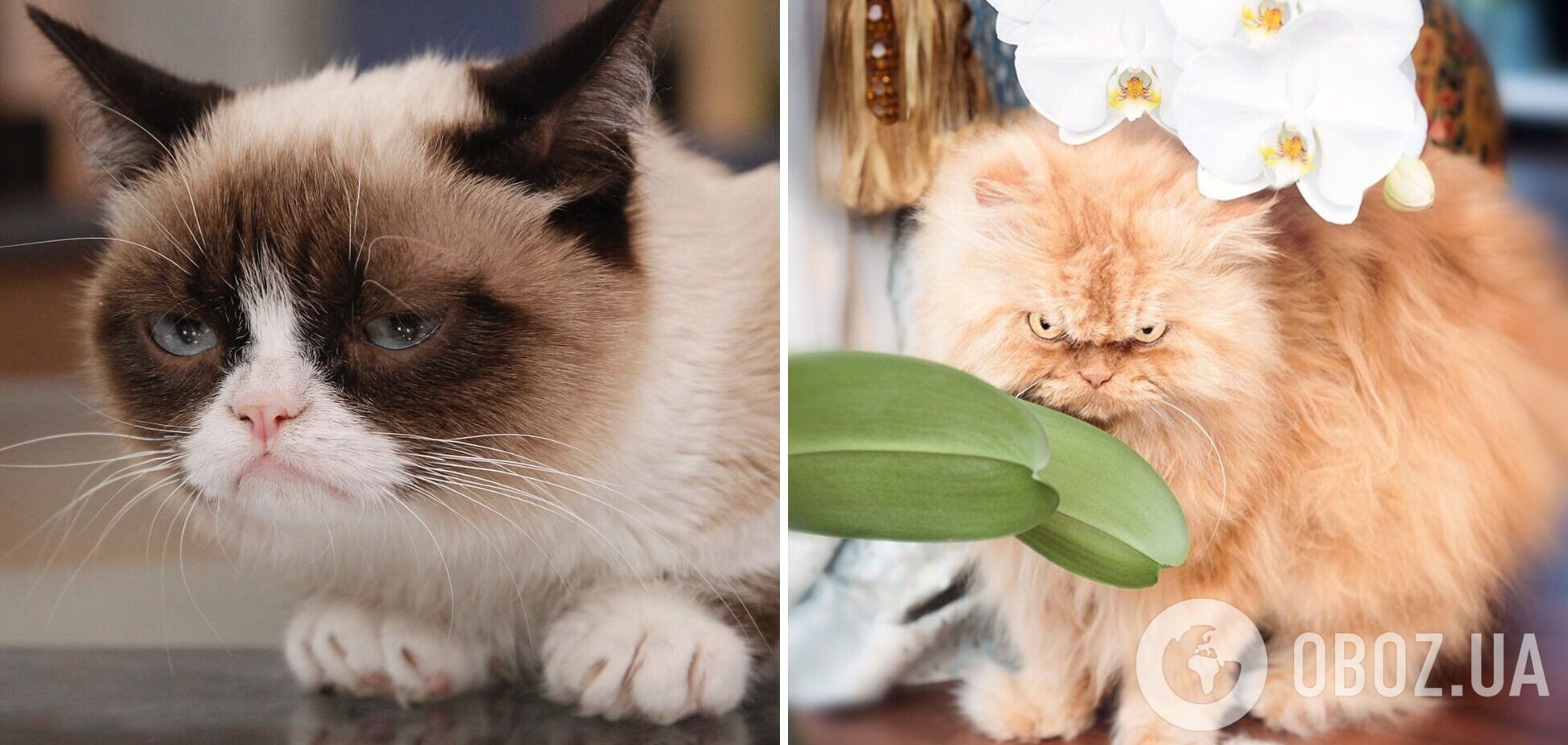 Ці коти завжди незадоволені життям