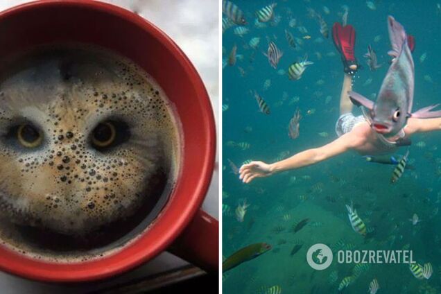 Пенка кофе с портретом совы, дайвер-рыбка и многие другие иллюзий