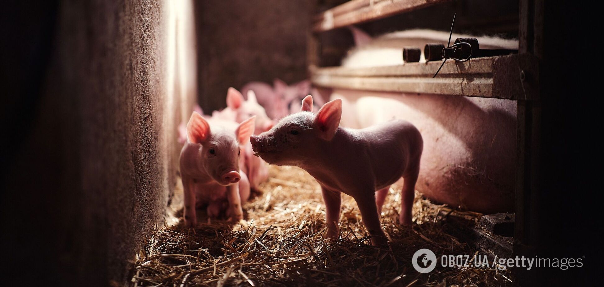 На Буковині спалахнула африканська чума
