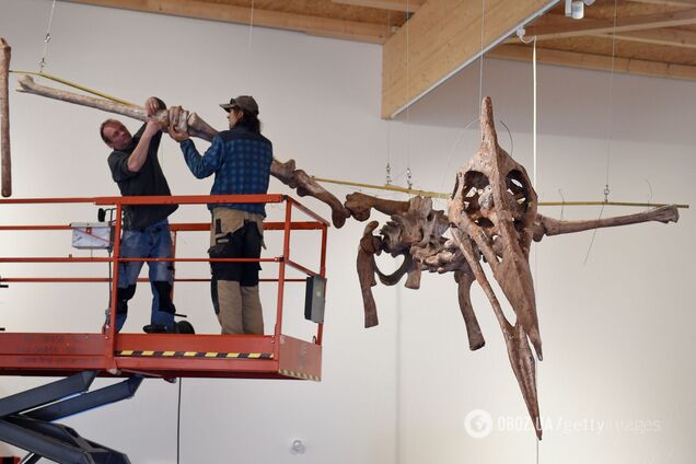 Раскрыт секрет прочности скелета летающих динозавров