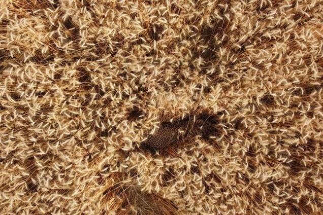 Леопард спрятался в поле пшеницы