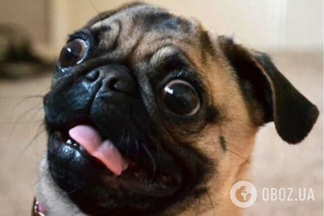 Собаки іноді поводяться так, наче в них вселилась нечистая сила