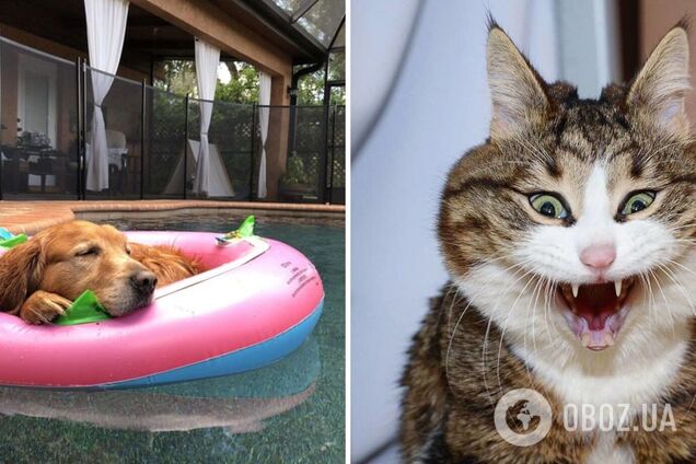 Іноді домашні улюбленці просто шокують господарів