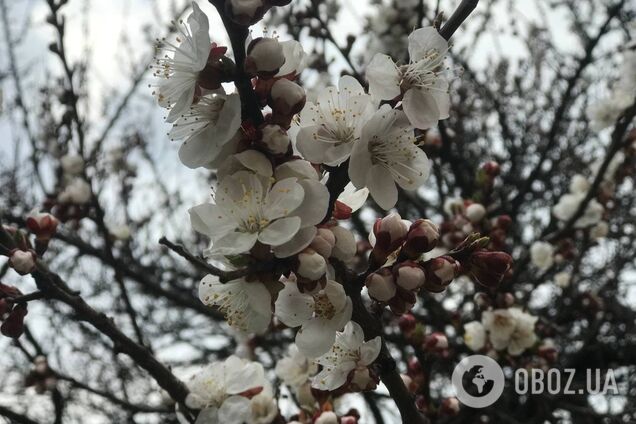 В Киеве зацвели абрикосы и начали распускаться листья на деревьях. Фото