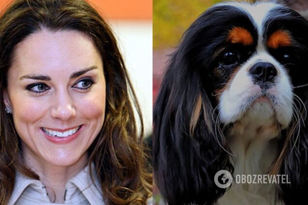 Селена Гомес имеет сходство с пекинесом, а Кейт Миддлтон с породой ши-тсу