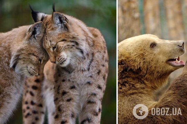 Фотограф показал искренность диких животных