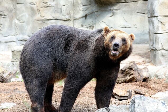 У США ведмідь гризлі вбив туриста