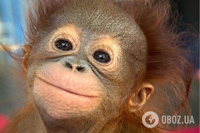 Тварини мило позують на камеру