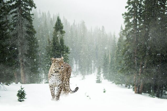 Сніжний барс