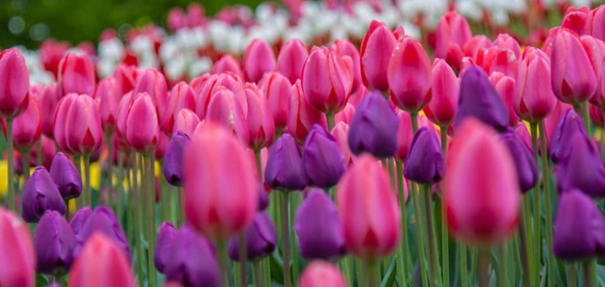На Певческом поле в Киеве расцвело 700 тысяч тюльпанов