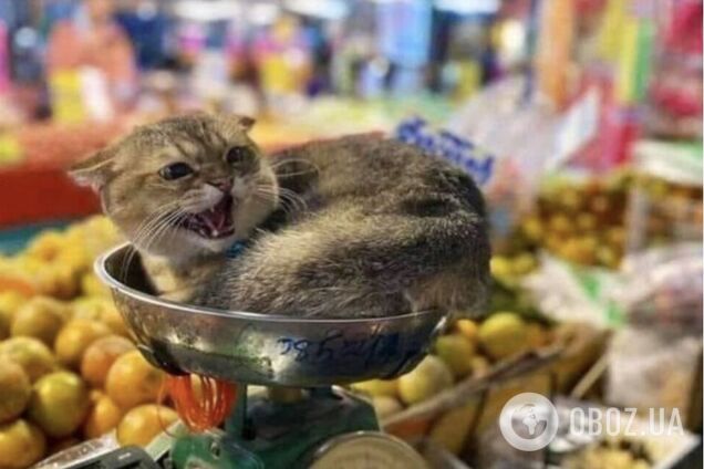 Улюбленці охороняють склад від гризунів