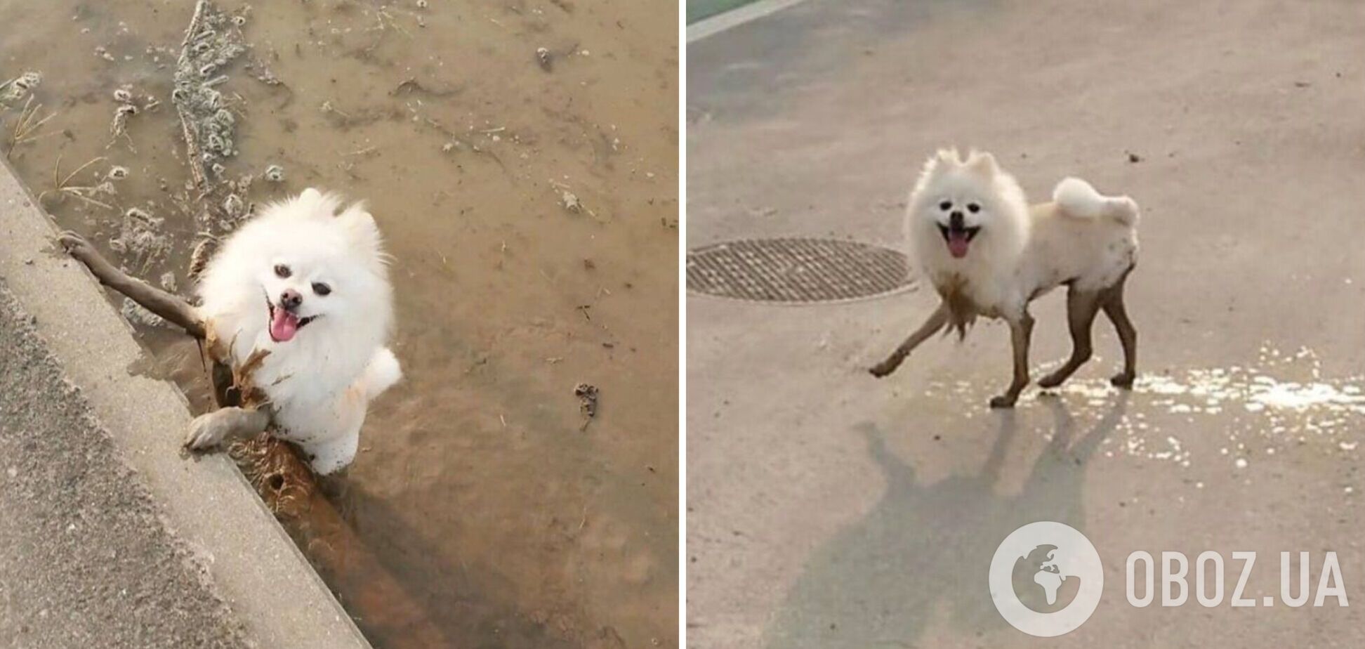 Пухнастий шпіц обожнює бавитися в багнюці