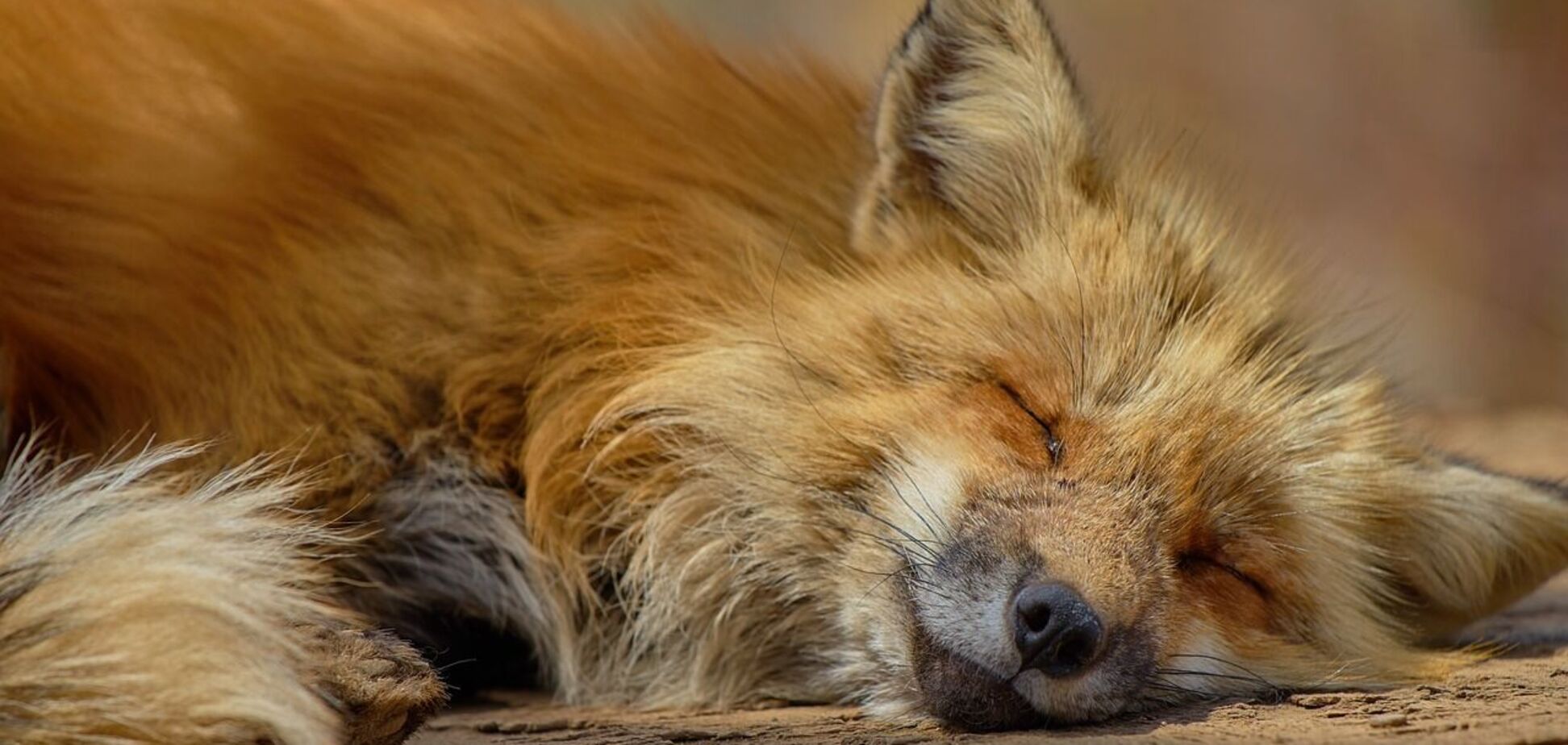 В Киеве бешеная лиса напала на женщину