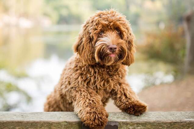 Собака удивила манерами