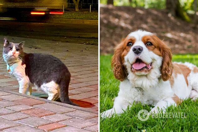 Тварини втікають прогулятися і не повертаються додому