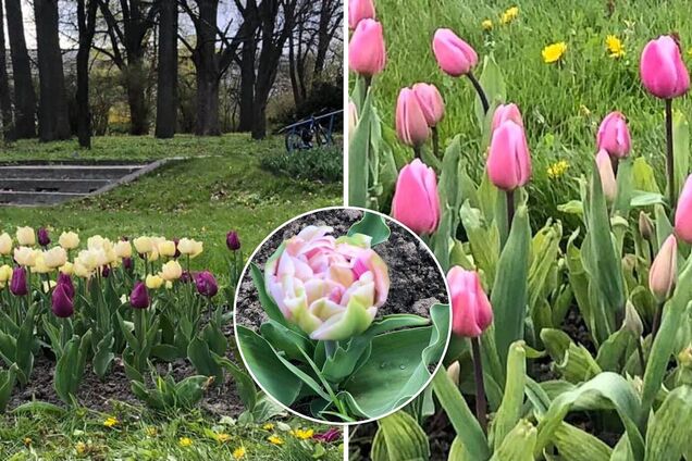 В Киеве расцвели уникальные тюльпаны