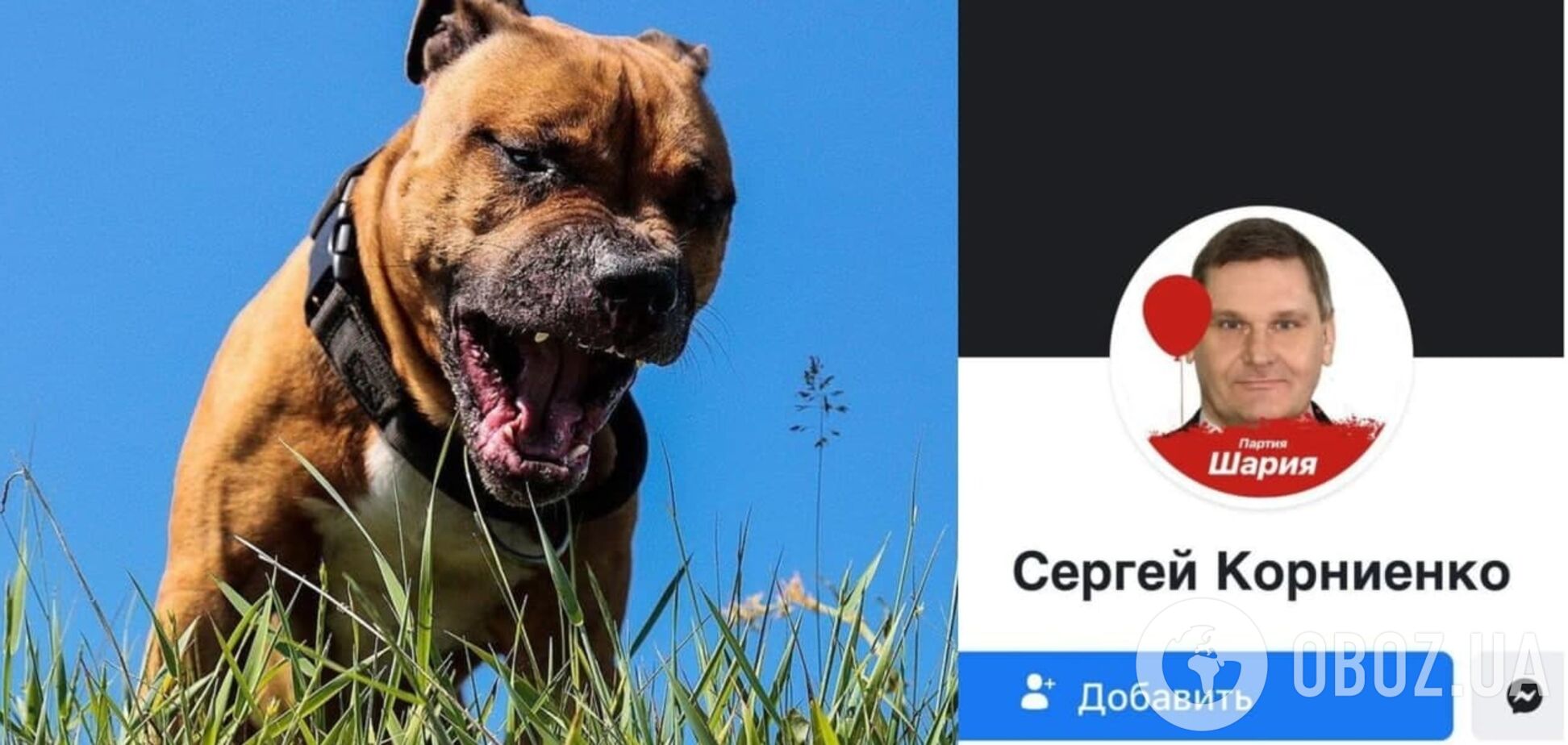 У Києві стафф без намордника загриз маленького собаку: господаря затримали. Відео 18+