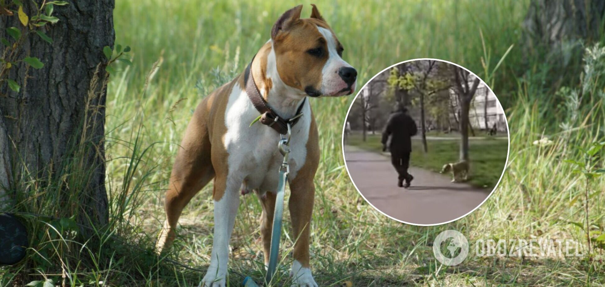 Стаффордширский терьер загрыз собаку