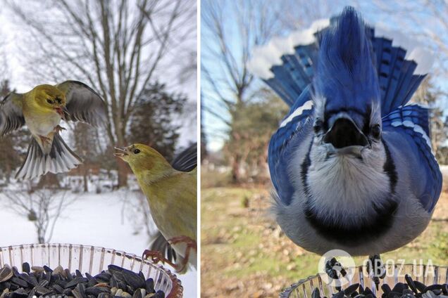 Птахи часто прилітають до годівниці з камерою