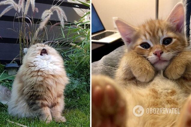 На перший погляд ці чотирилапі здавалися милими створіннями