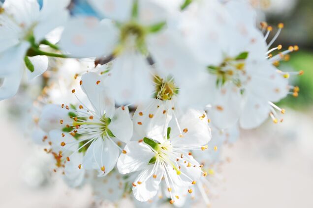 День праці 1 травня або в перший понеділок травня відзначають понад сотню держав світу