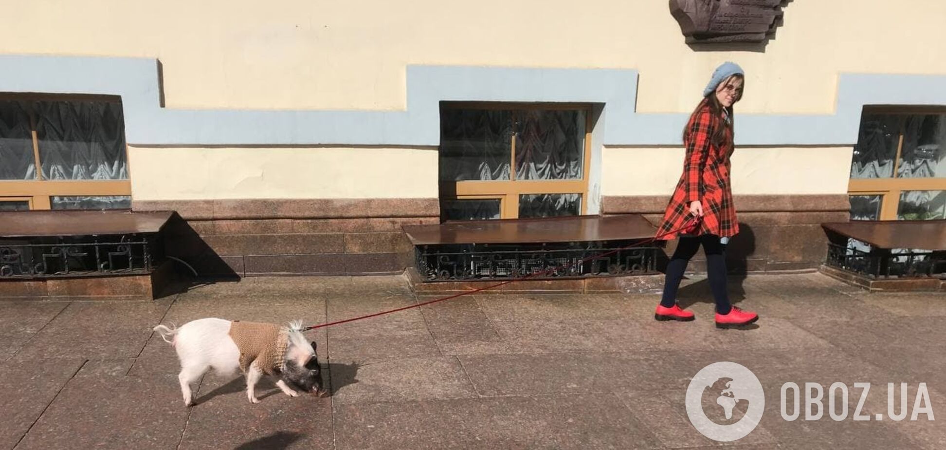 У центрі Києва розгулювала свиня